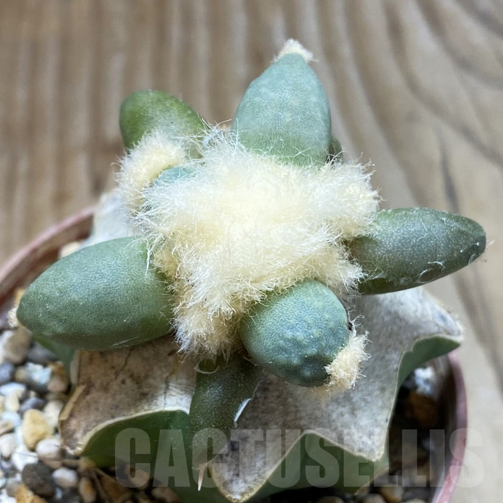 SH5781 Ariocarpus retusus 'Maruibo', Clone 126, grafted