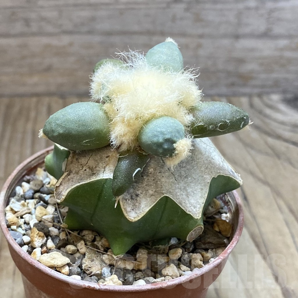 SH5781 Ariocarpus retusus 'Maruibo', Clone 126, grafted - Image 2