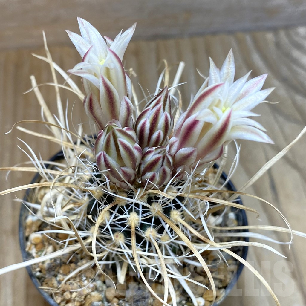 SH5741 Toumeya papyracantha SB 504, Clone 15, grafted