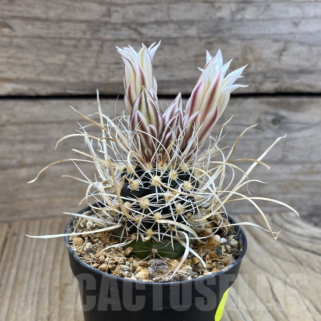SH5741 Toumeya papyracantha SB 504, Clone 15, grafted - Image 2