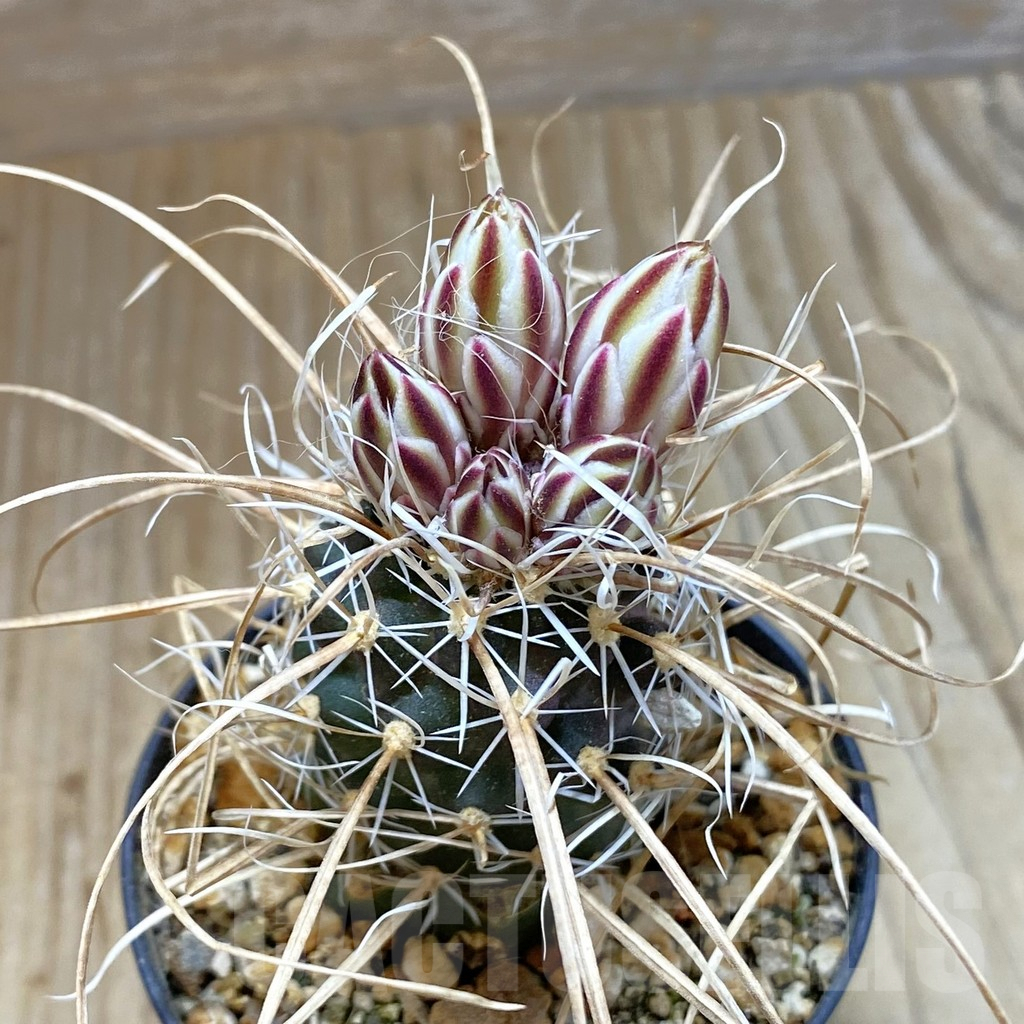 SH5742 Toumeya papyracantha SB 504, Clone 01, grafted