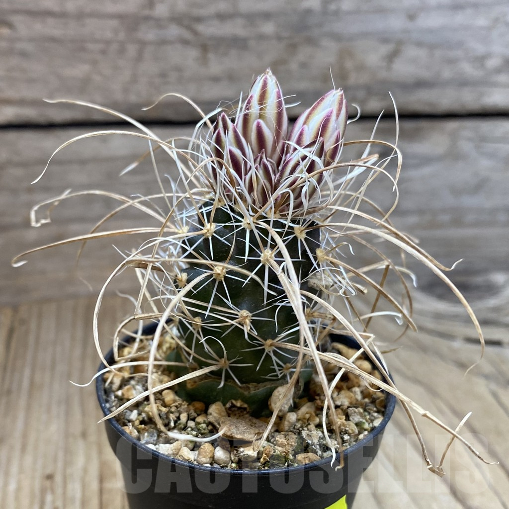 SH5742 Toumeya papyracantha SB 504, Clone 01, grafted - Image 2