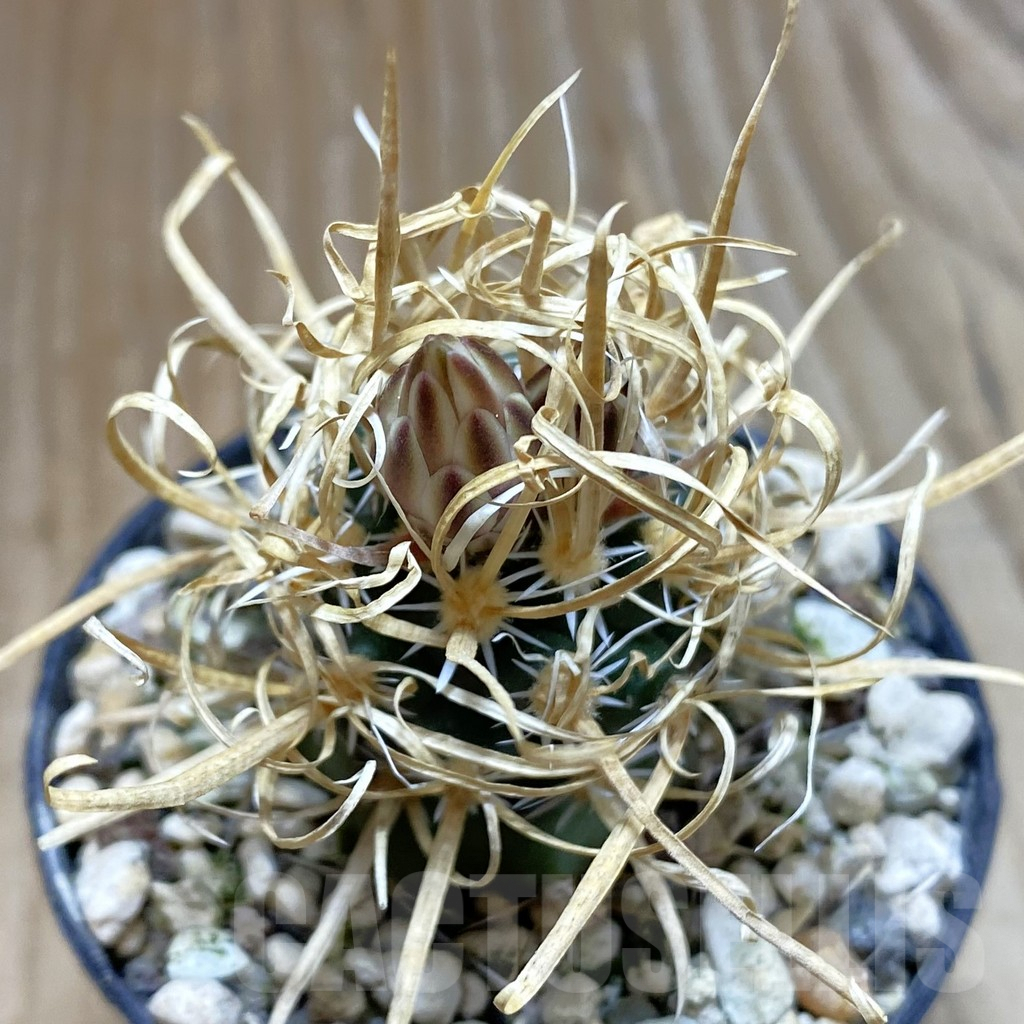 SH5743 Toumeya papyracantha SB 172, Clone 02, grafted - Image 2