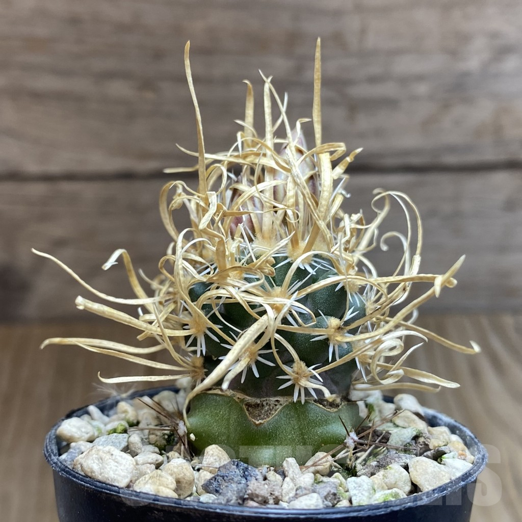 SH5743 Toumeya papyracantha SB 172, Clone 02, grafted - Image 3