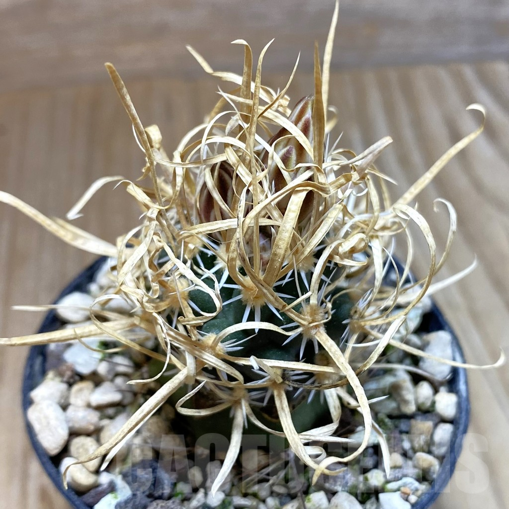 SH5743 Toumeya papyracantha SB 172, Clone 02, grafted