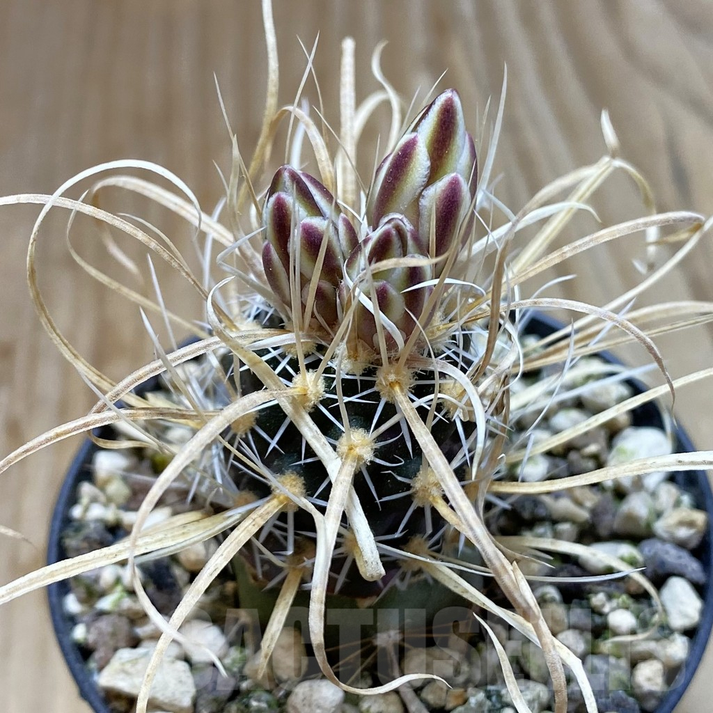 SH5745 Toumeya papyracantha SB 504, Clone 12, grafted