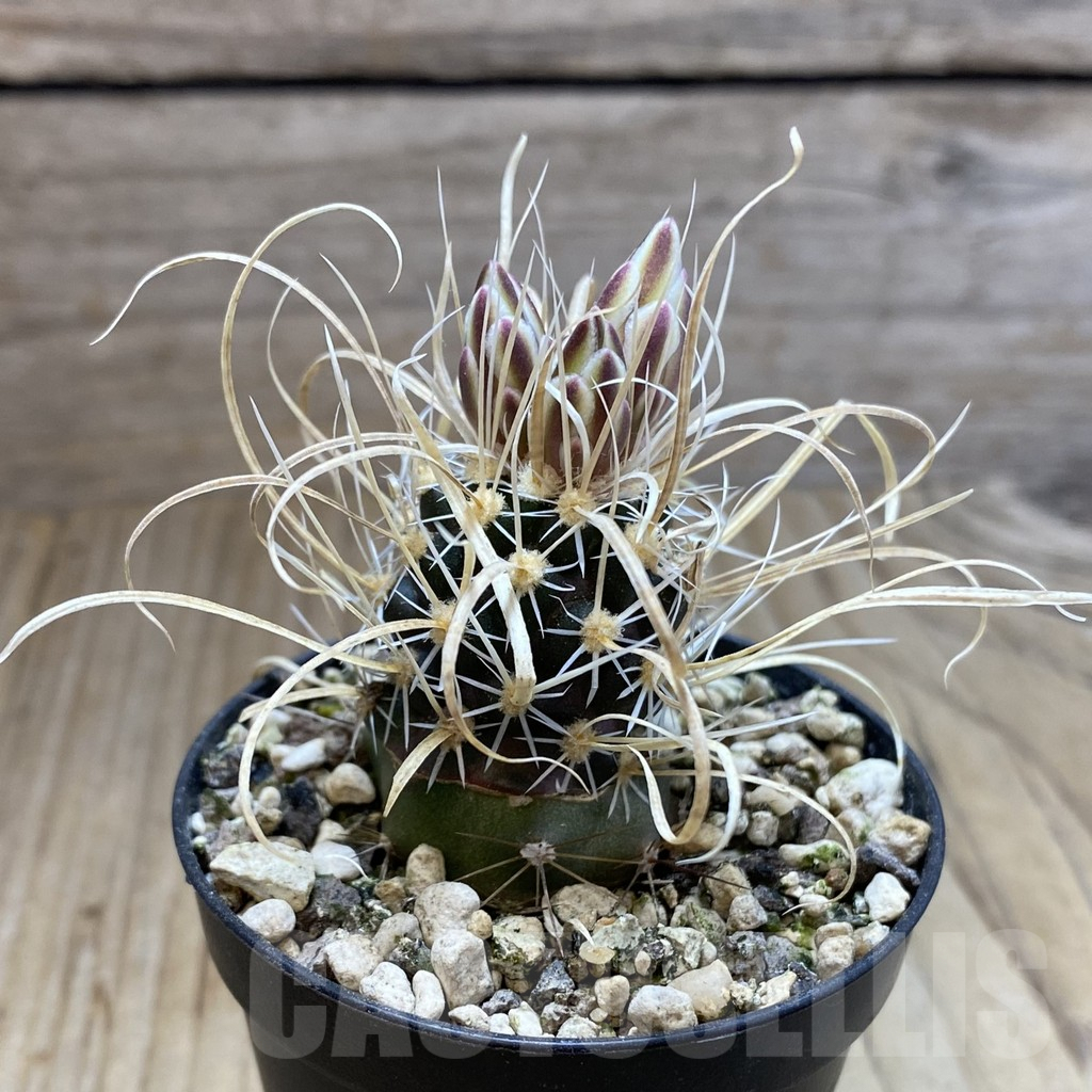 SH5745 Toumeya papyracantha SB 504, Clone 12, grafted - Image 2