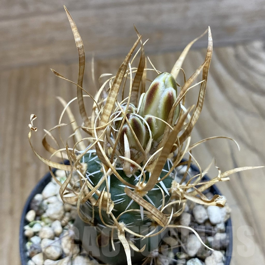 SH5746 Toumeya papyracantha SB 330, Clone 02, grafted