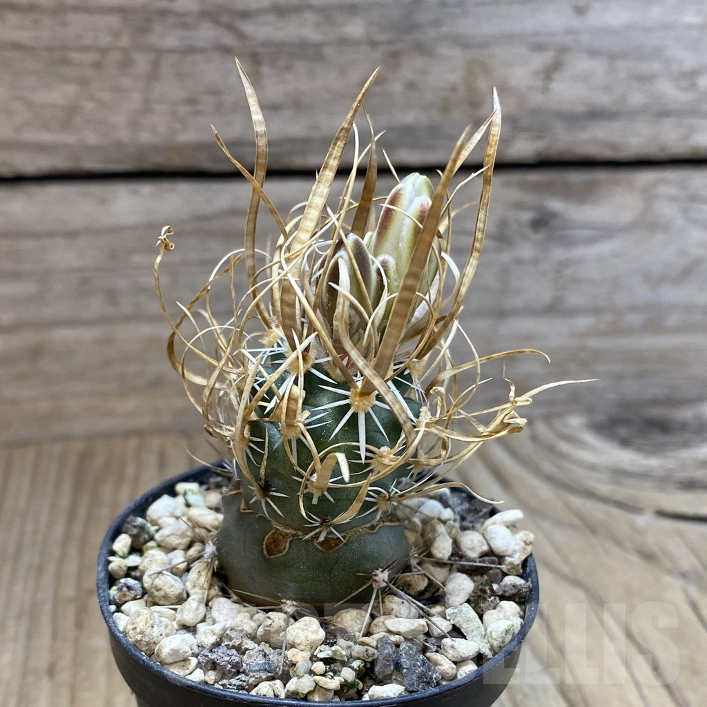 SH5746 Toumeya papyracantha SB 330, Clone 02, grafted - Image 2