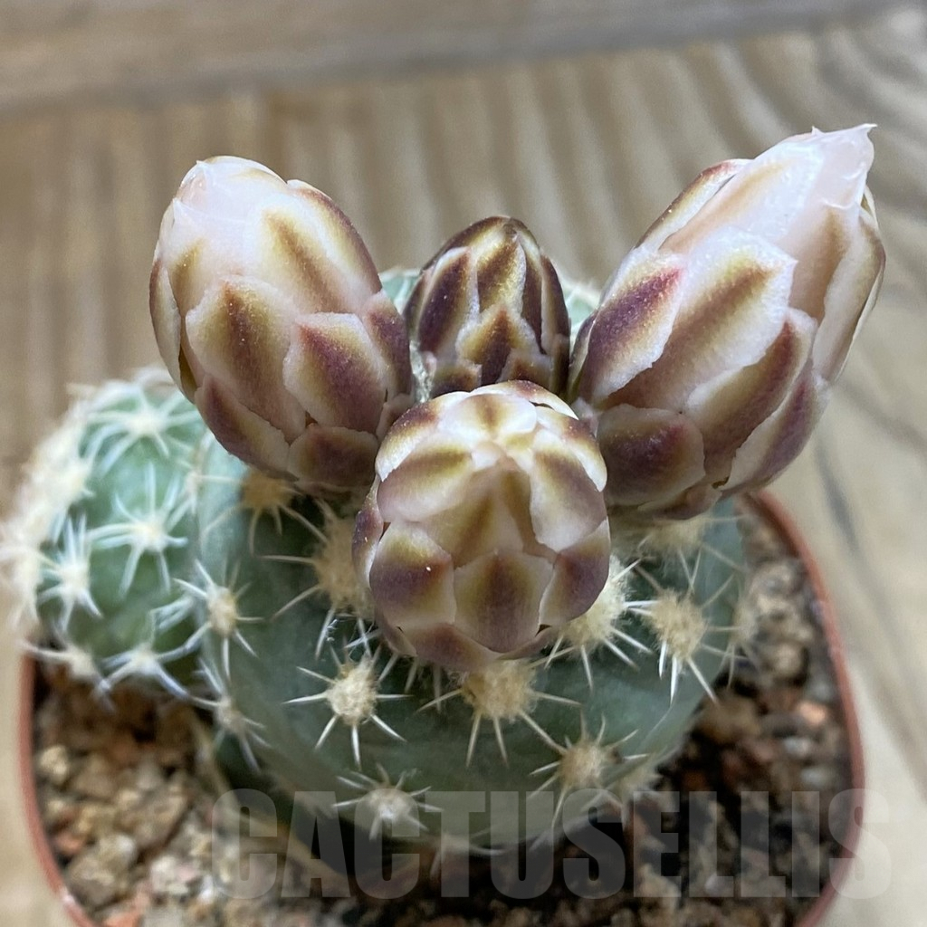 SH5747 Sclerocactus mesae-verdae SB 1010, Clone 32, grafted