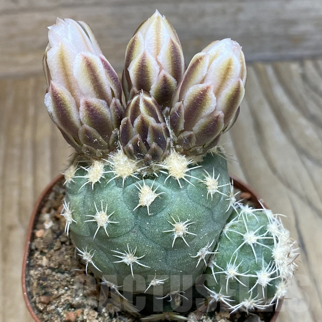 SH5747 Sclerocactus mesae-verdae SB 1010, Clone 32, grafted - Image 2