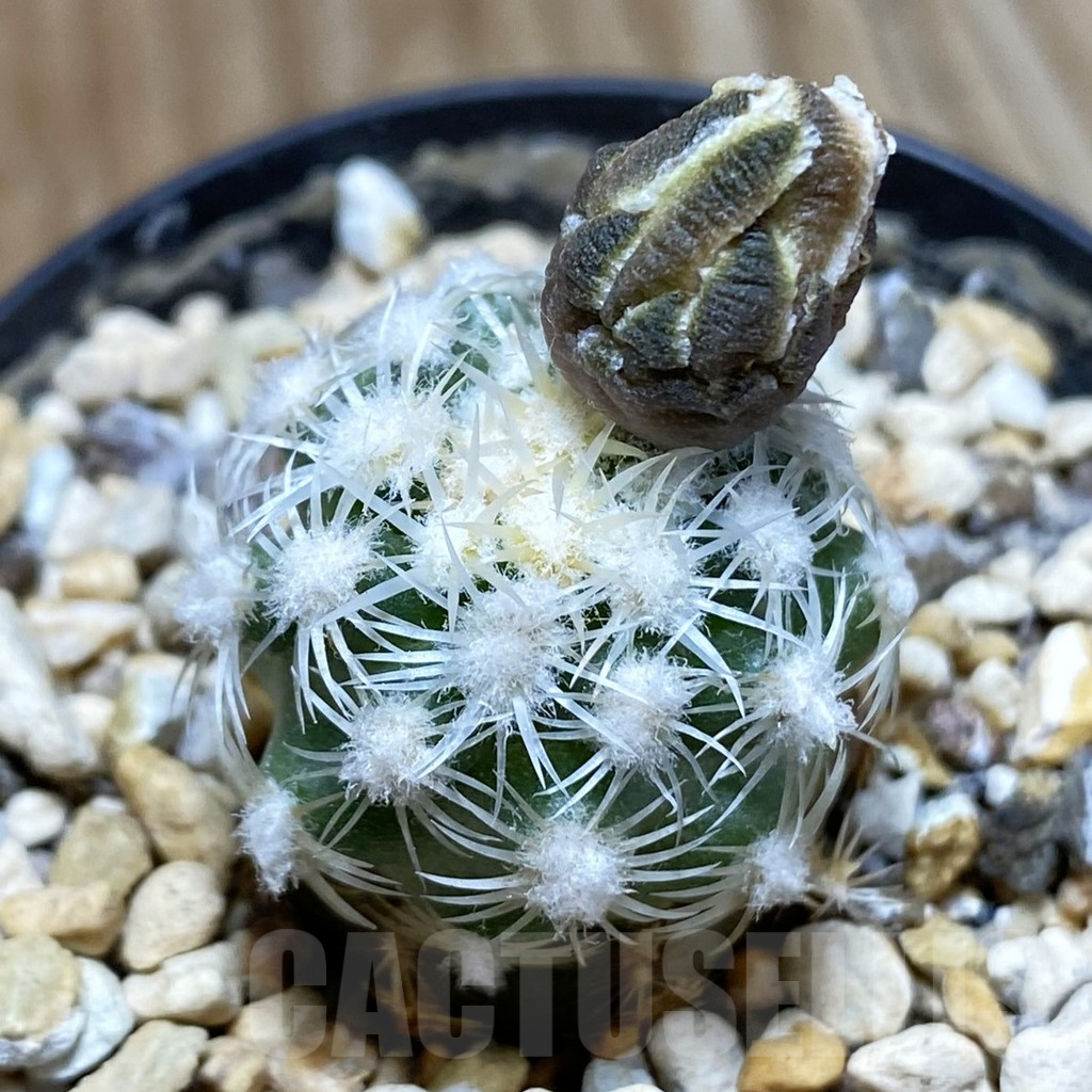 SH5750 Pediocactus bradyi SB 470, Clone 21, grafted