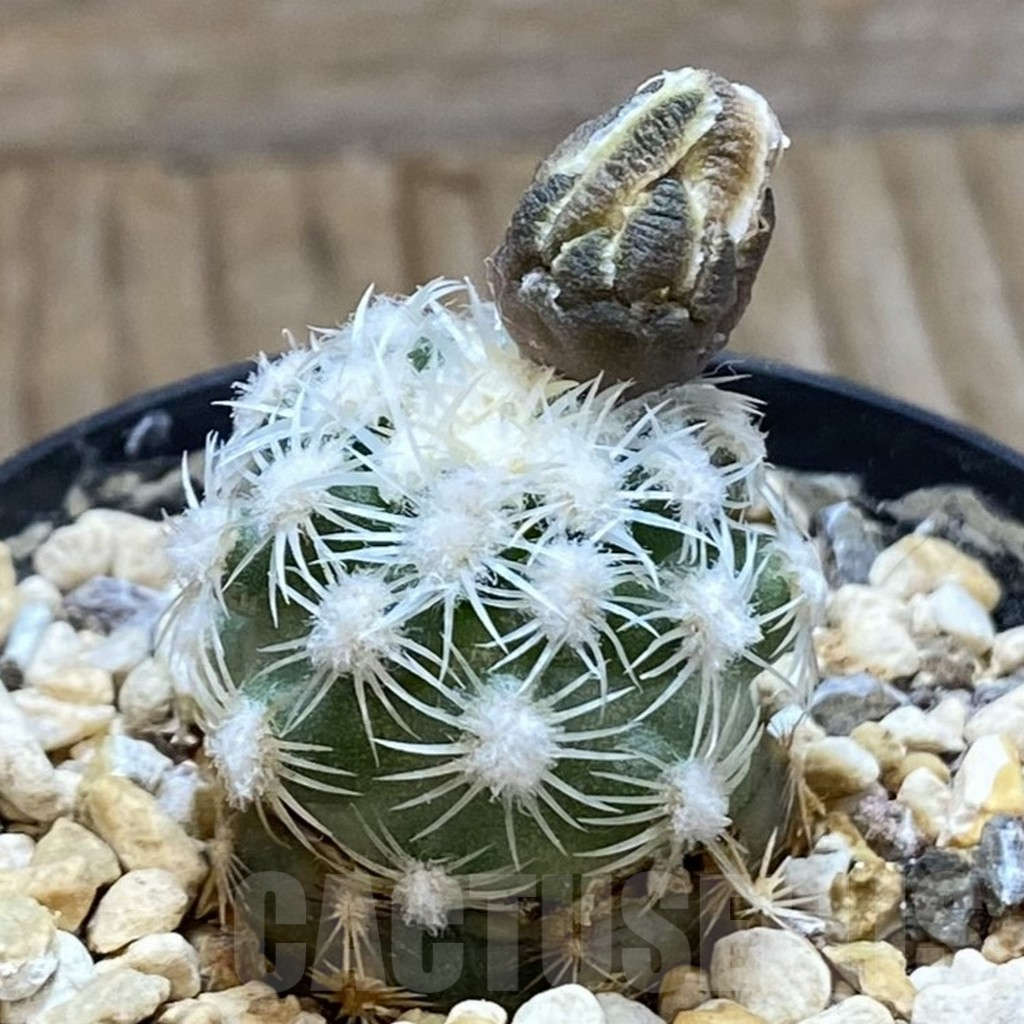 SH5750 Pediocactus bradyi SB 470, Clone 21, grafted - Image 2