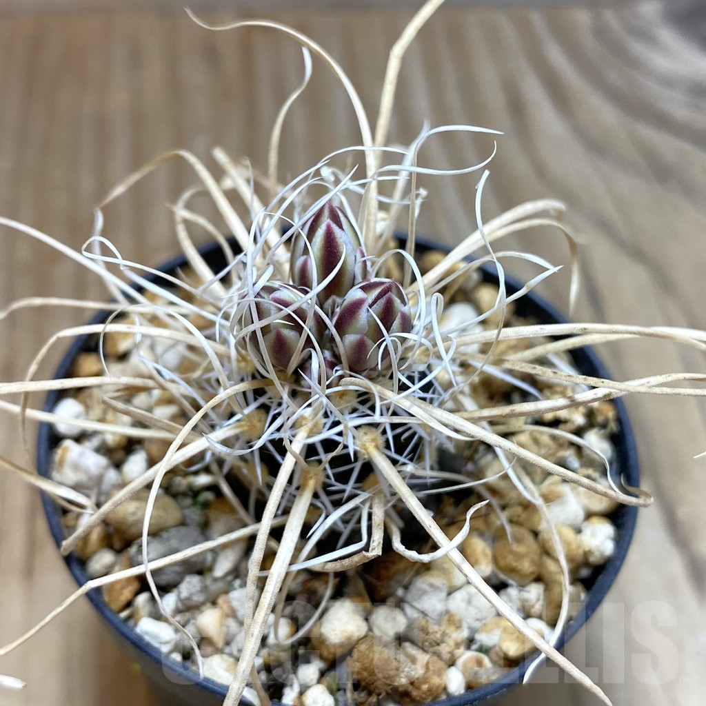 SH5761 Toumeya papyracantha SB 504, Clone 05, grafted