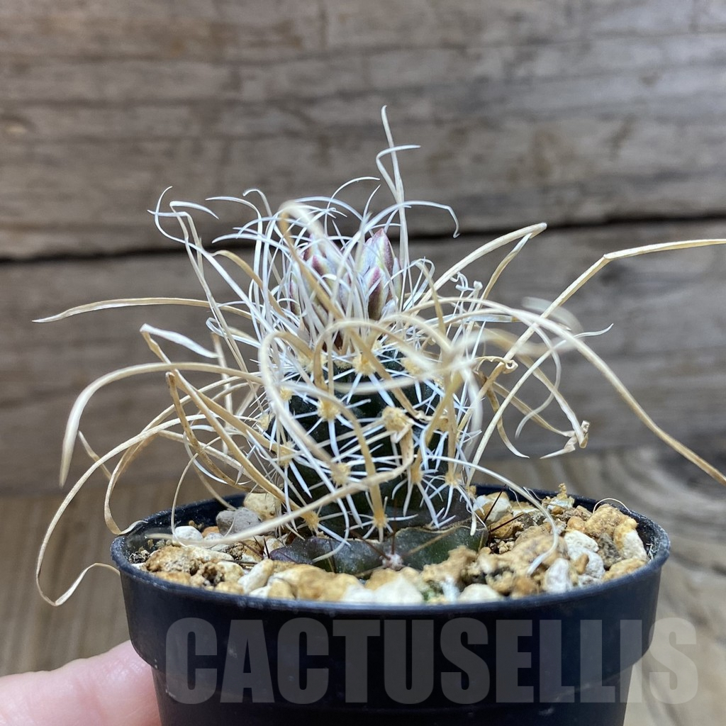 SH5761 Toumeya papyracantha SB 504, Clone 05, grafted - Image 2