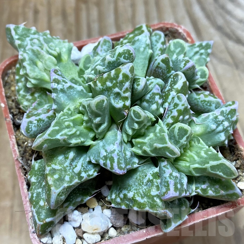 SH5890 Faucaria tuberculosa