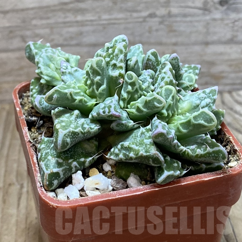 SH5890 Faucaria tuberculosa - Image 2