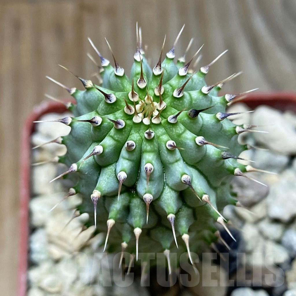 SH5897 Hoodia gordonii