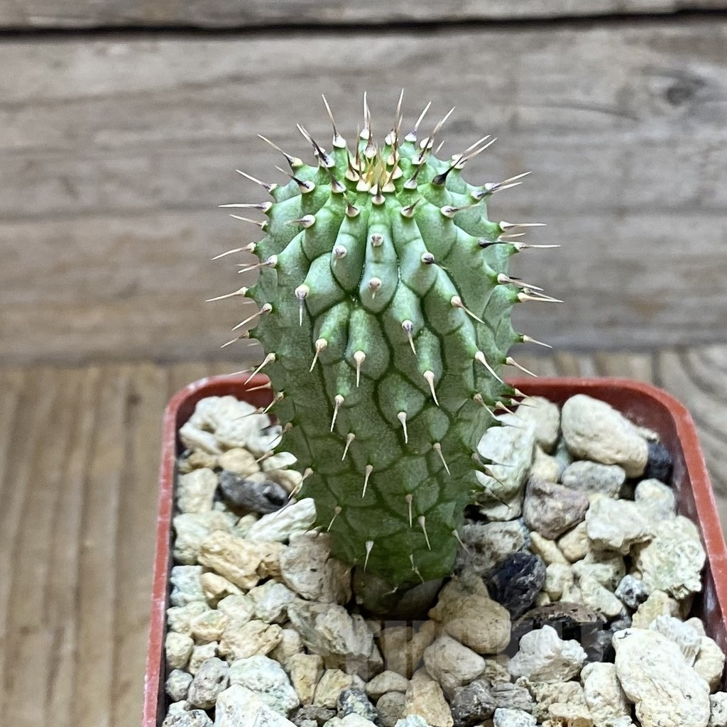 SH5897 Hoodia gordonii - Image 2