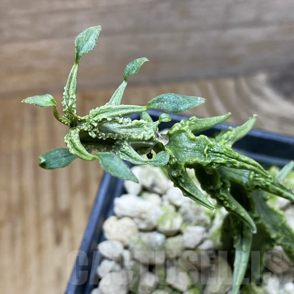 SH5899 Ceropegia simoneae ‘Green Bizarre Form’