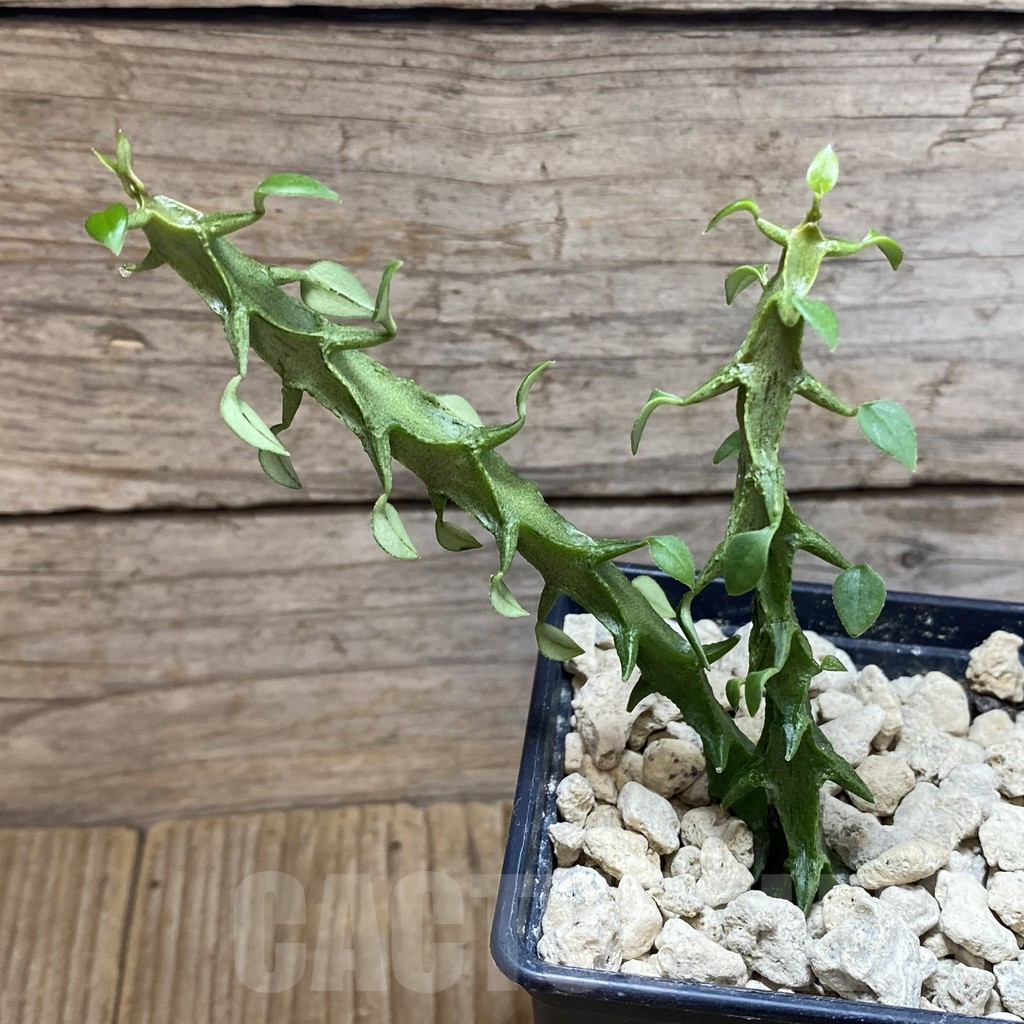 SH5901 Ceropegia simoneae ‘Green’, 2 plants - Image 2