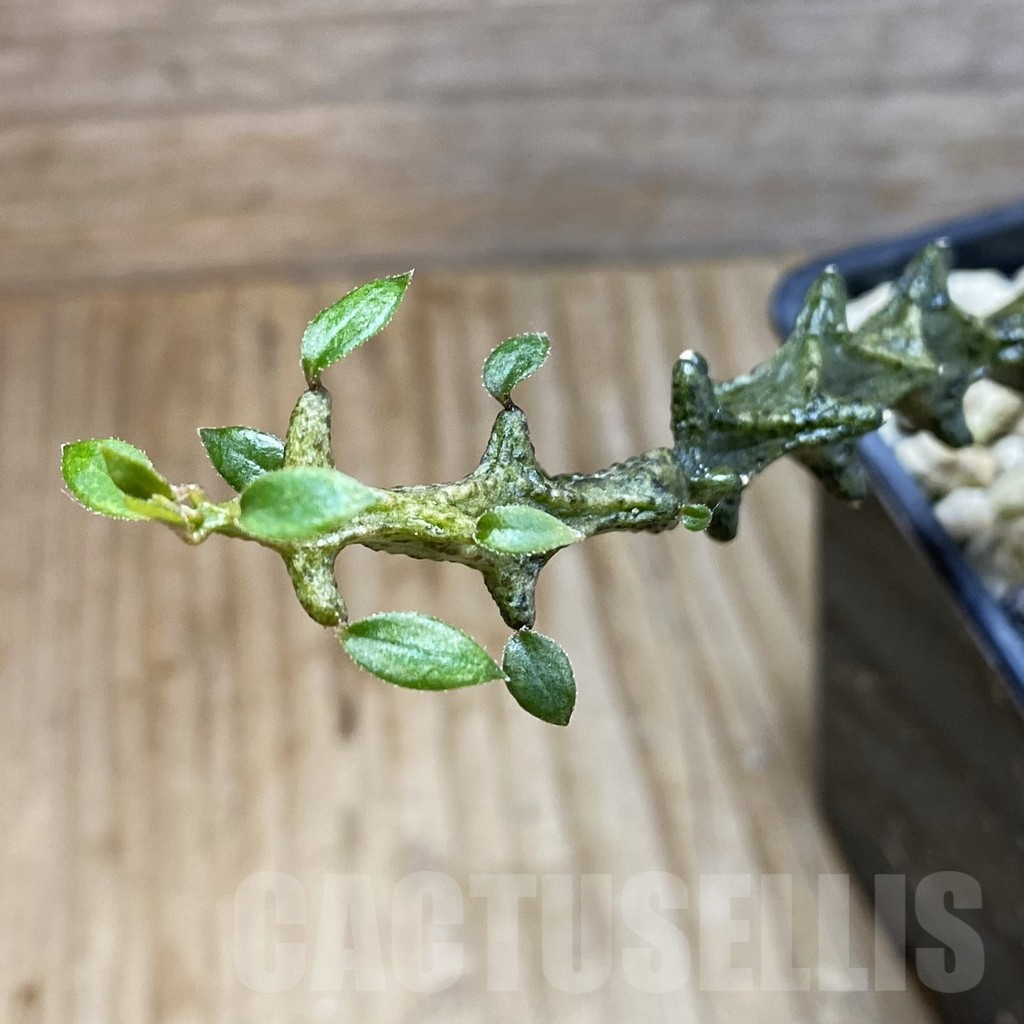 SH5904 Ceropegia gicky