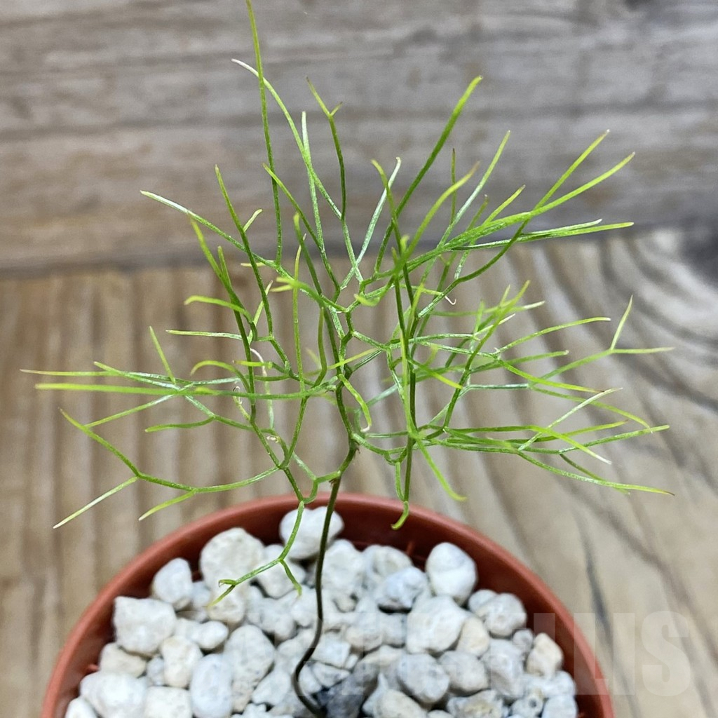 SH5909 Schizobasis intricata ES21689