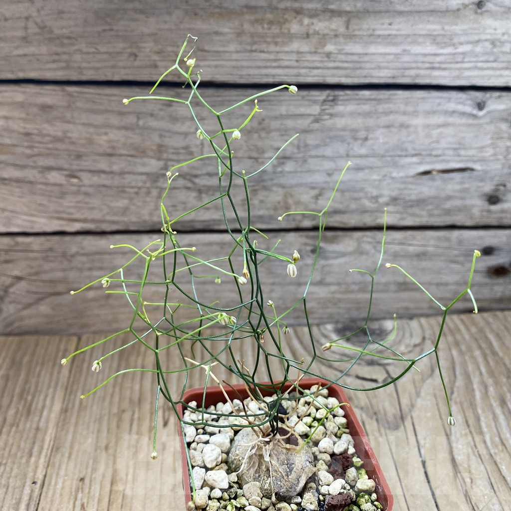 SH5911 Schizobasis intricata - Image 2