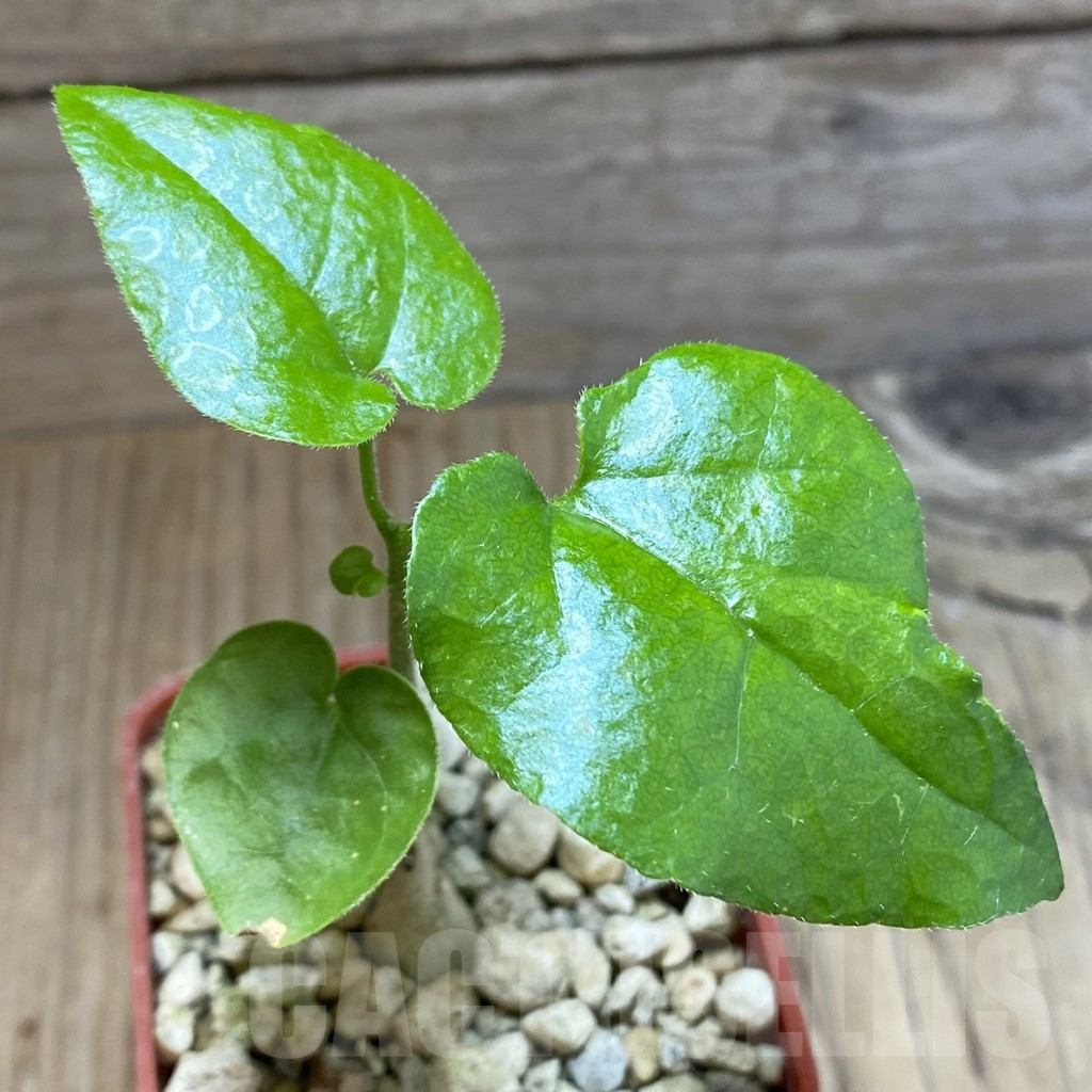 SH5913 Pyrenacantha malvifolia