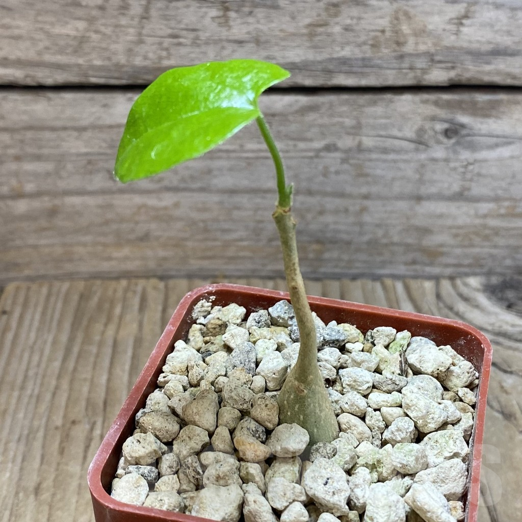 SH5915 Pyrenacantha malvifolia - Image 2