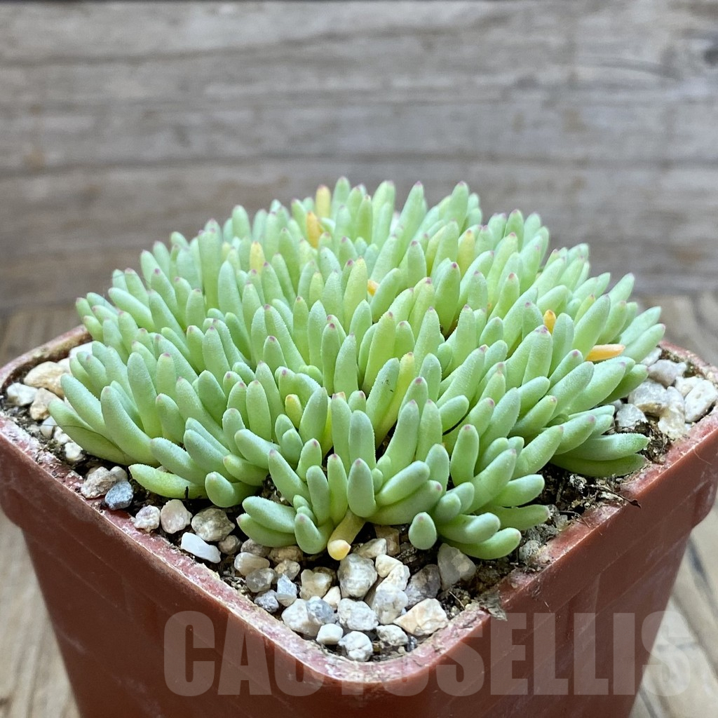 SH5860 Delosperma sphalmanthoides - Image 2