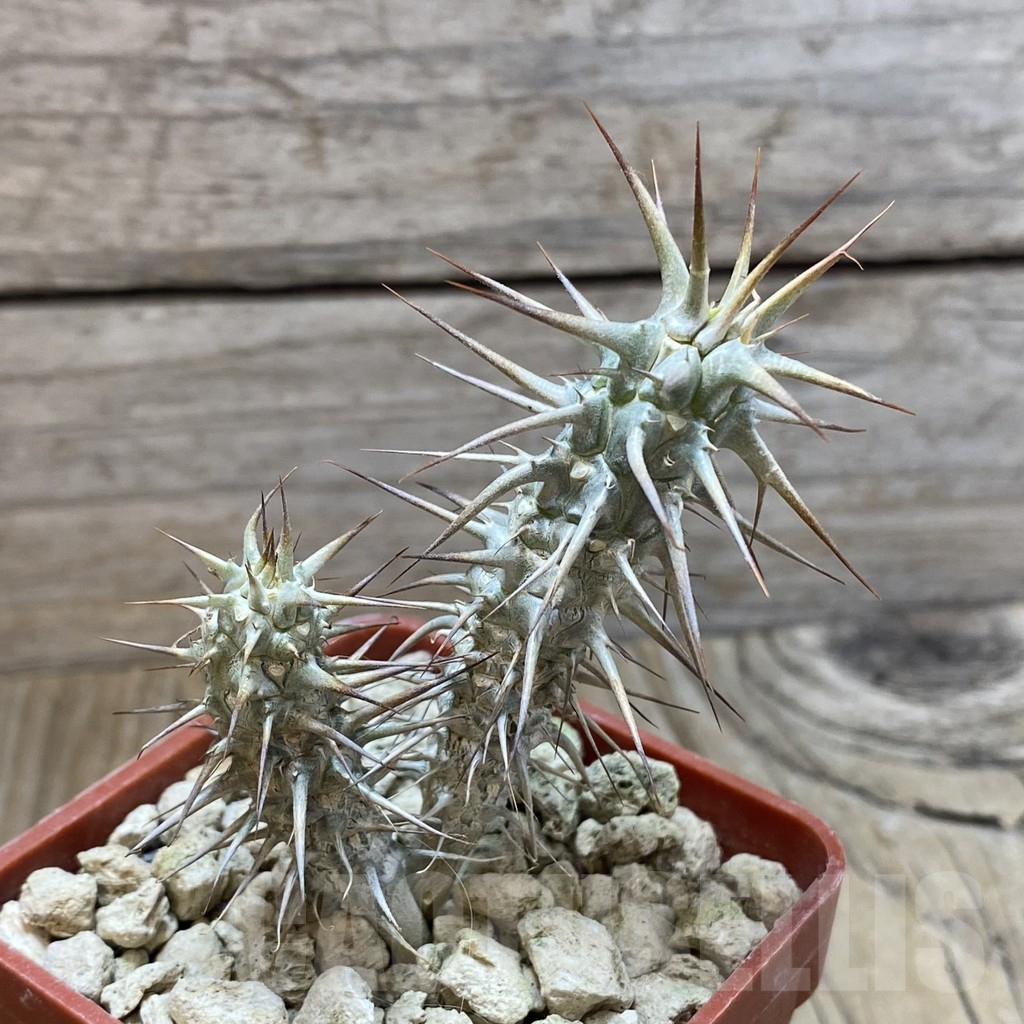 SH5921 Euphorbia rossii - Image 2