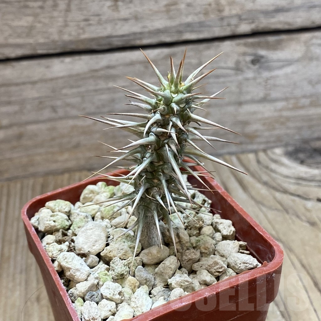 SH5922 Euphorbia rossii - Image 2