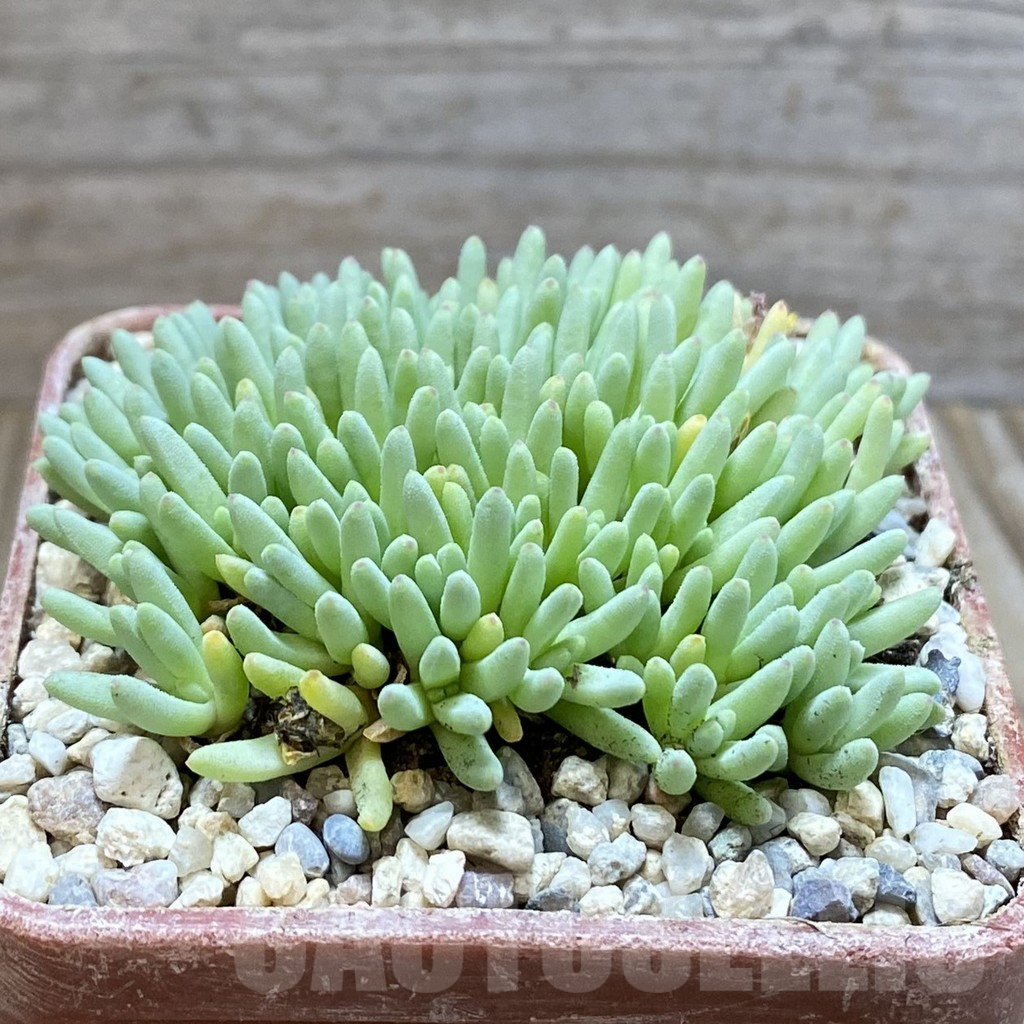 SH5861 Delosperma sphalmanthoides - Image 2