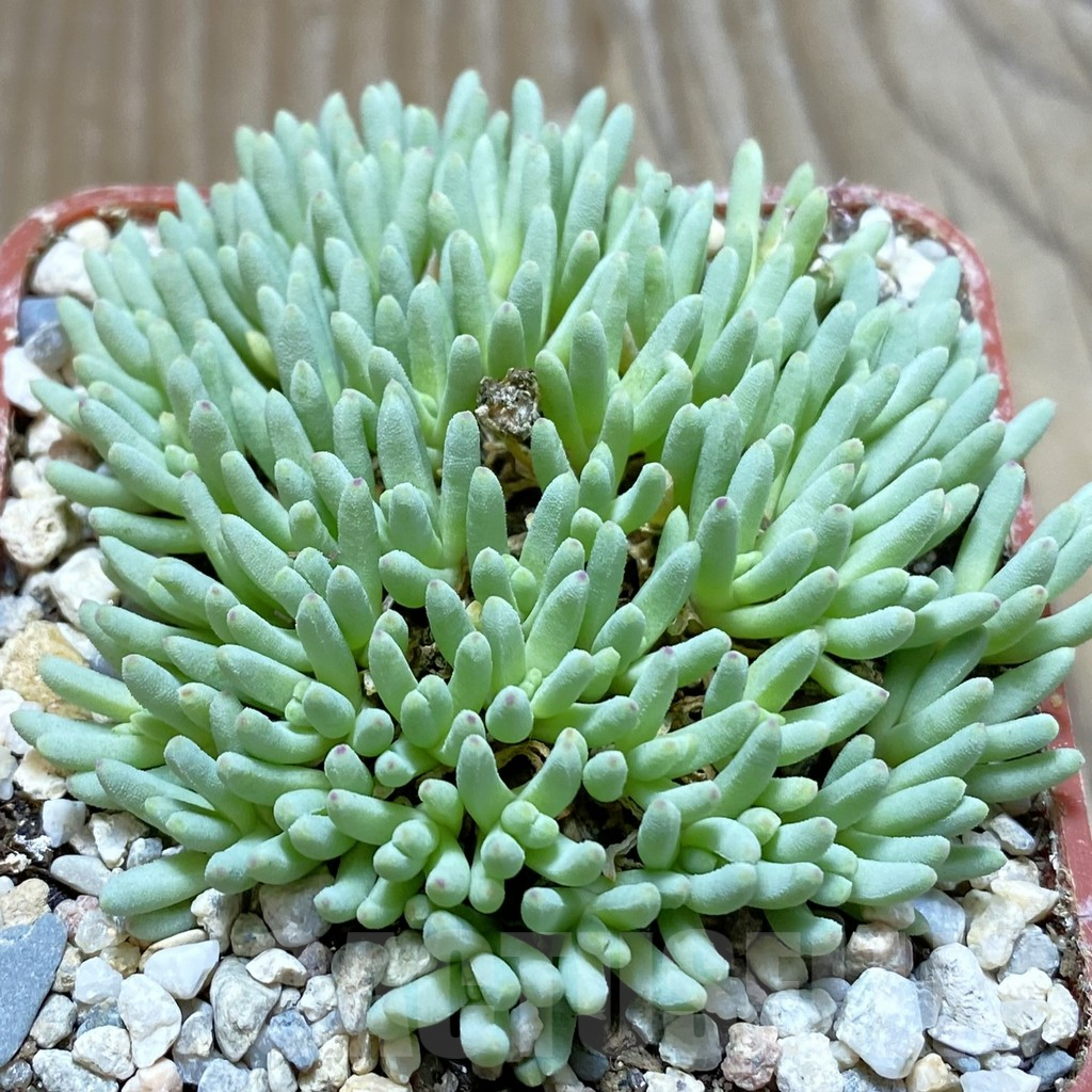 SH5862 Delosperma sphalmanthoides