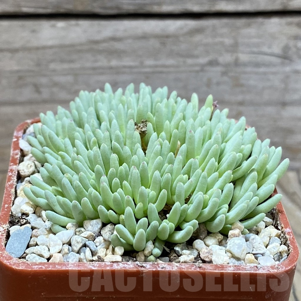 SH5862 Delosperma sphalmanthoides - Image 2