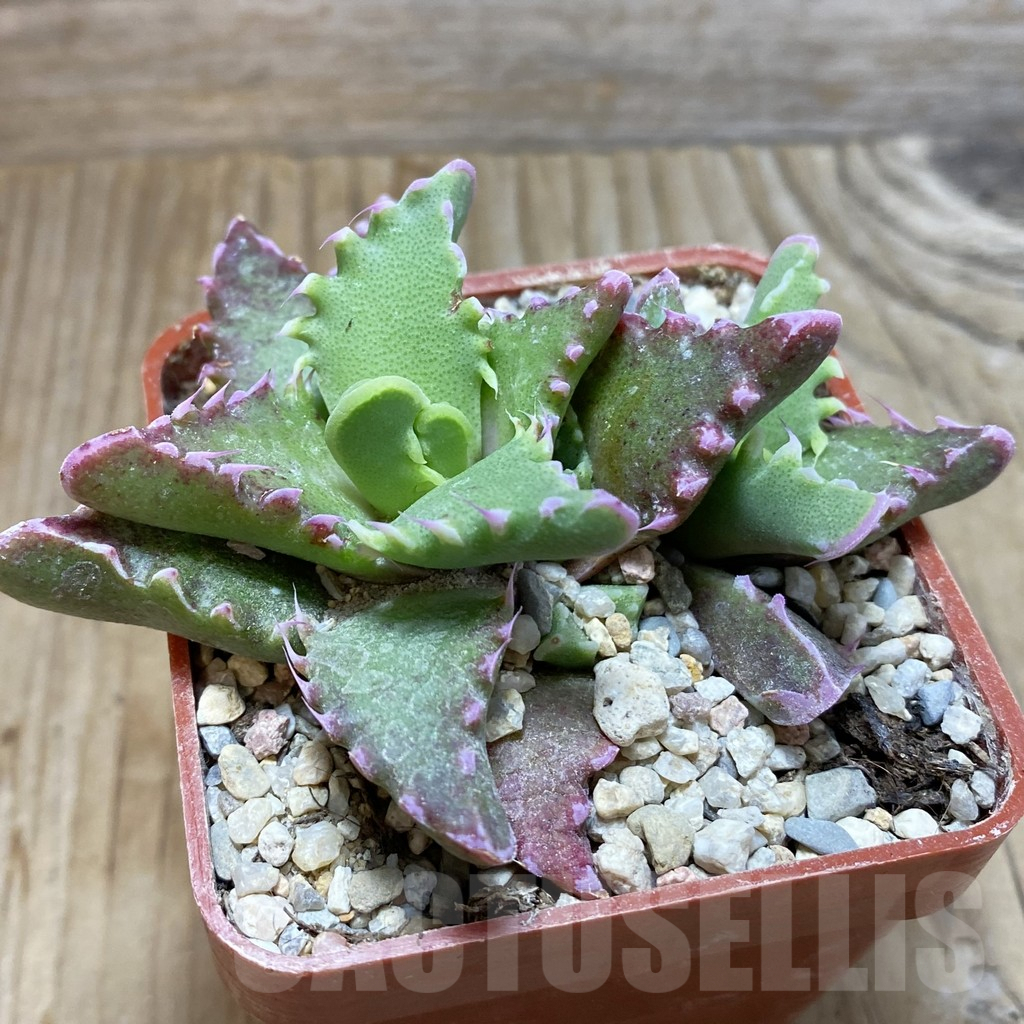 SH5870 Faucaria candida - Image 2