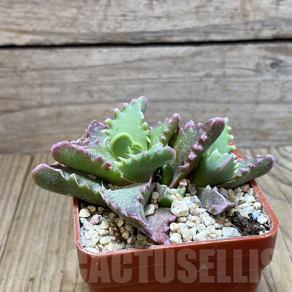 SH5870 Faucaria candida - Image 3
