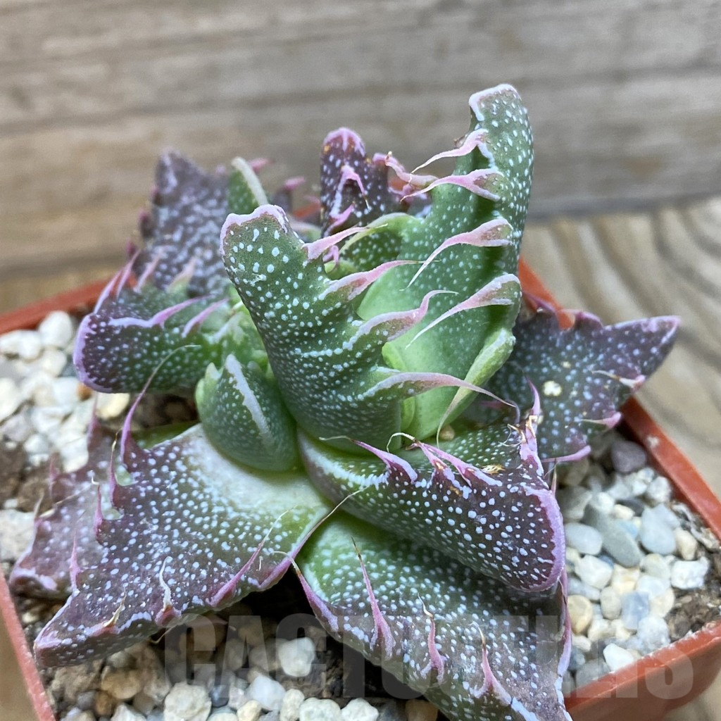 SH5877 Faucaria felina carlisle bridge - Image 2