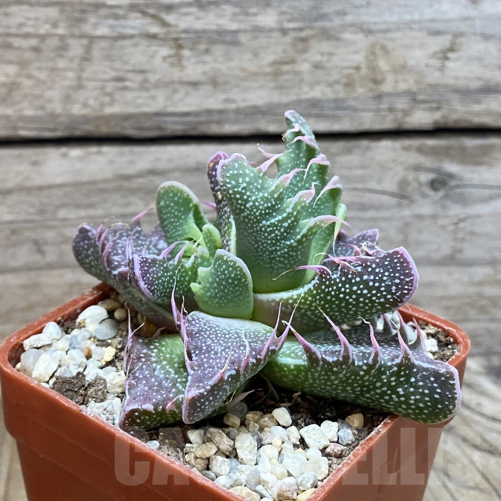 SH5877 Faucaria felina carlisle bridge - Image 3