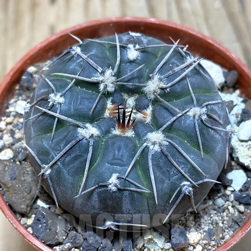 SH6080 Gymnocalycium berchtii VS 161 -Chanares, San Luis-