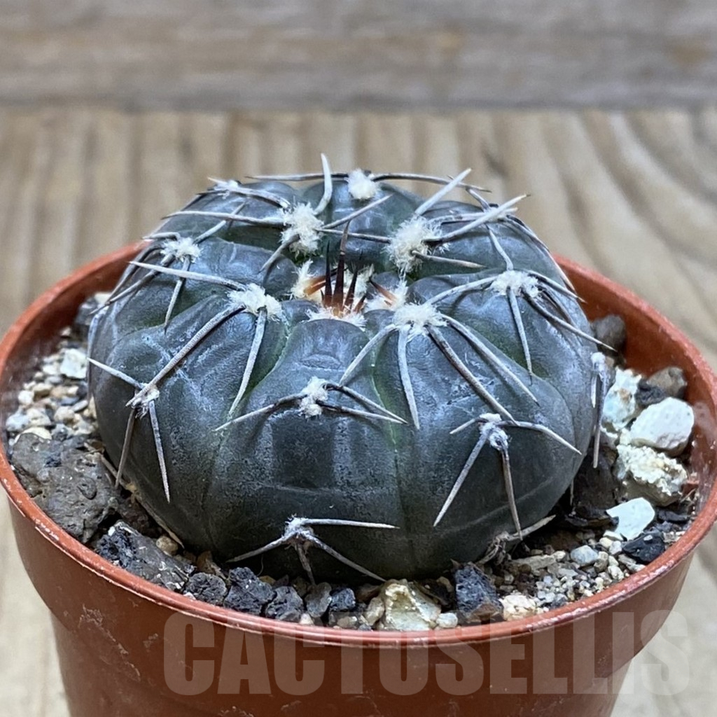 SH6080 Gymnocalycium berchtii VS 161 -Chanares, San Luis- - Image 2
