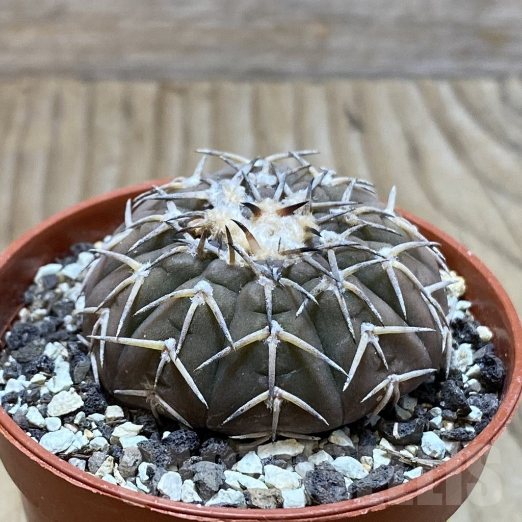 SH6081 Gymnocalycium asterium v. paucispinum - Image 2
