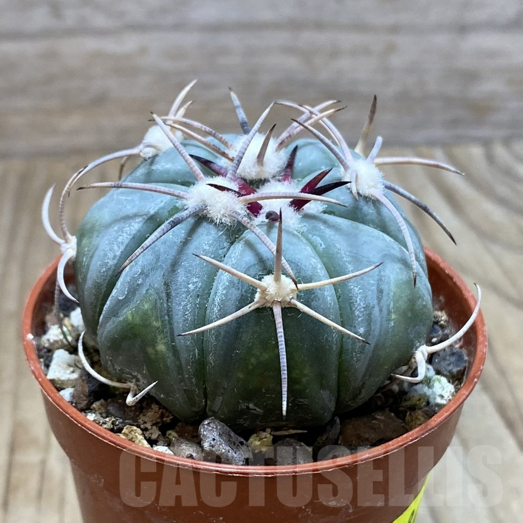 SH6084 Echinocactus horizonthalonius MR 21 - Image 2