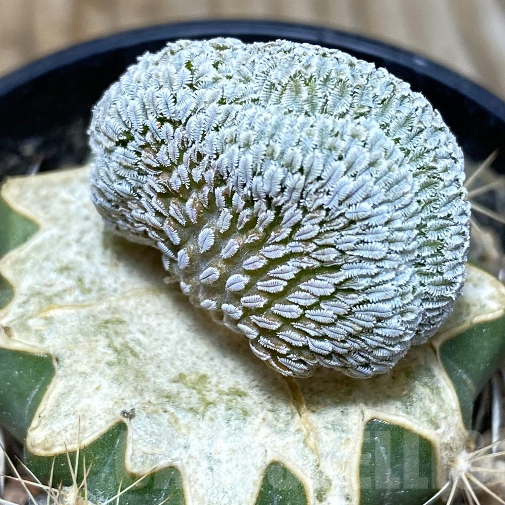SH6094 Pelecyphora aselliformis f. cristata, grafted