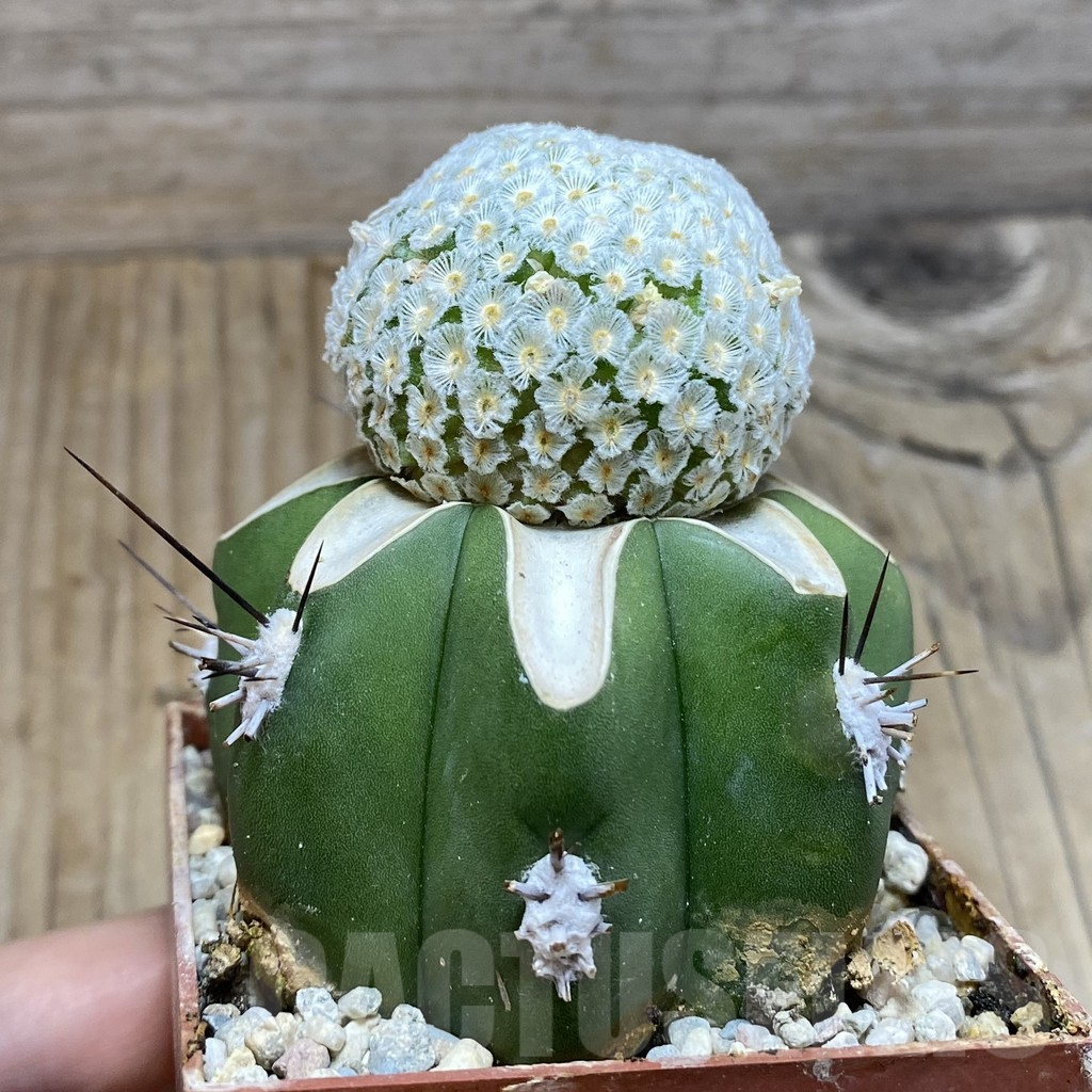 SH6048 Mammillaria breviplumosa, grafted - Image 2