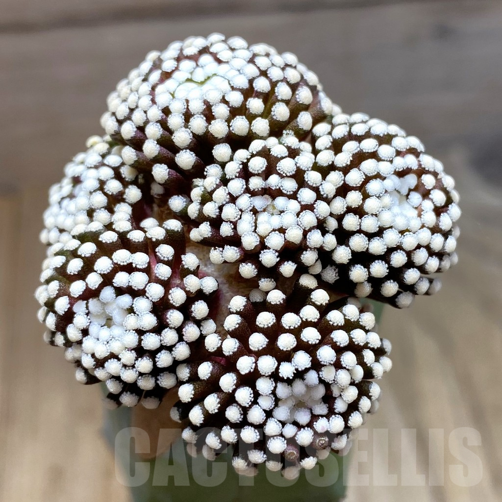 SH6053 Mammillaria luethyi, grafted