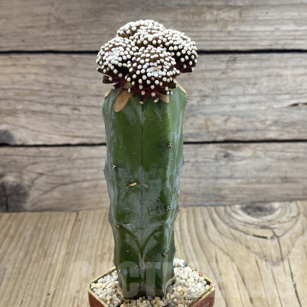 SH6053 Mammillaria luethyi, grafted - Image 2