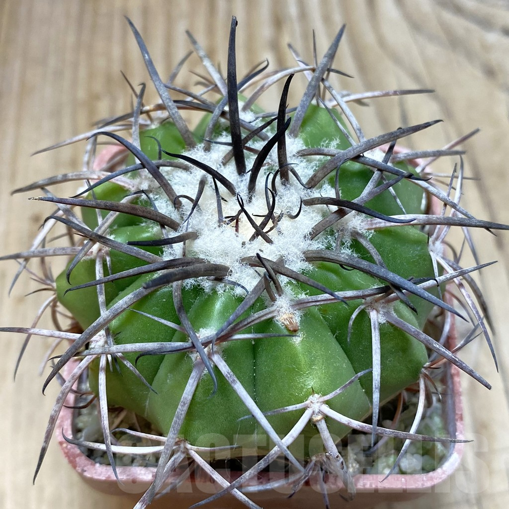 SH6057 Discocactus alteolens MH 596