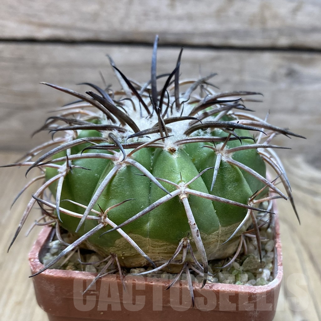 SH6057 Discocactus alteolens MH 596 - Image 2